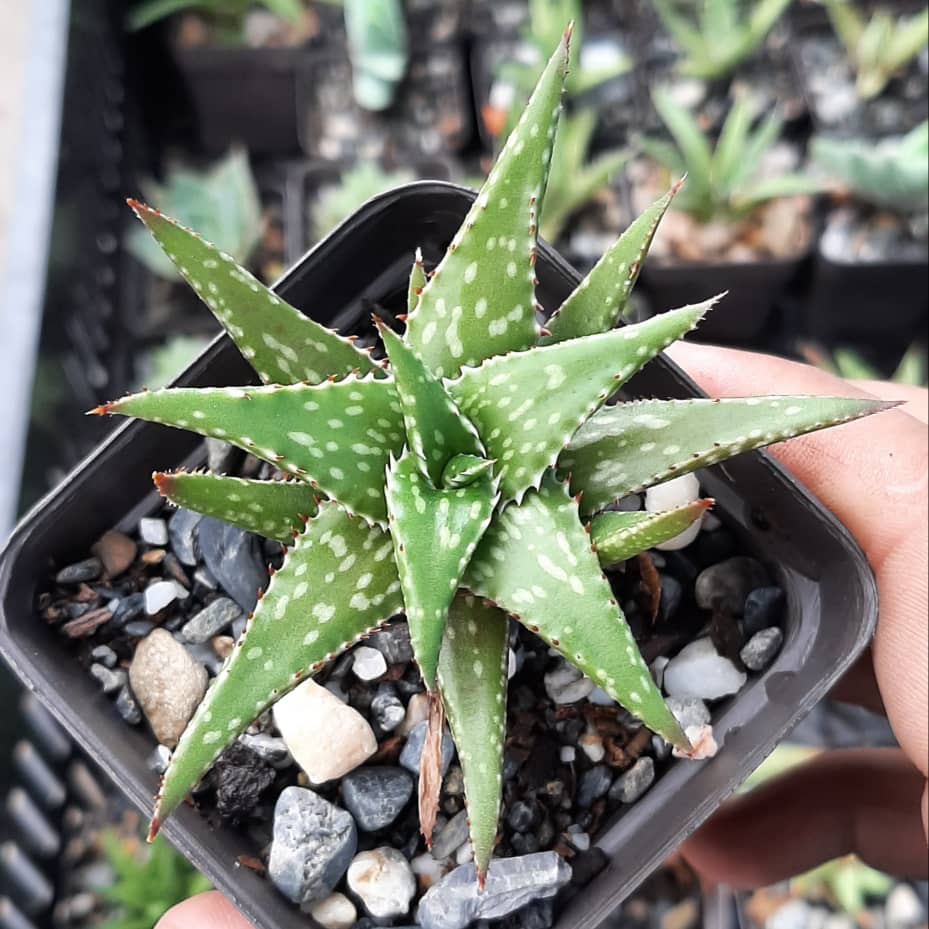 Aloe Jucunda