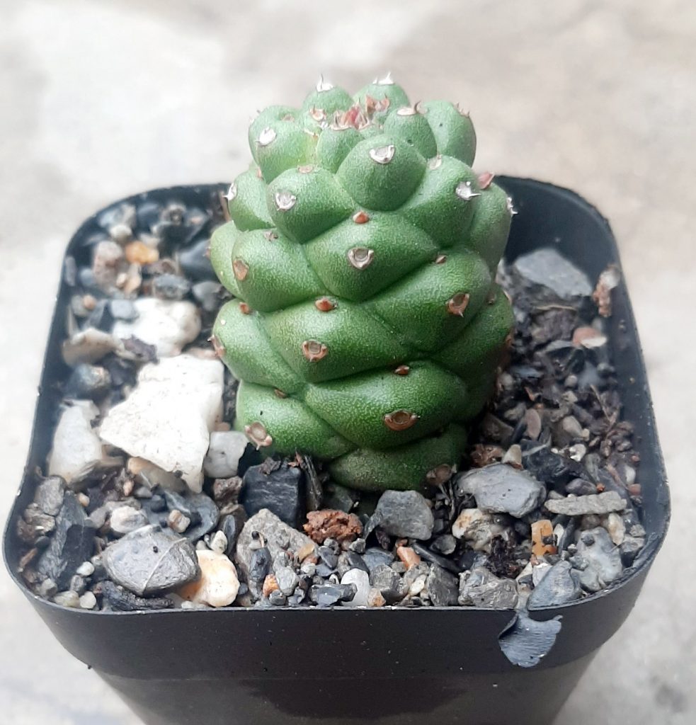 Euphorbia Monadenium Ritchiei