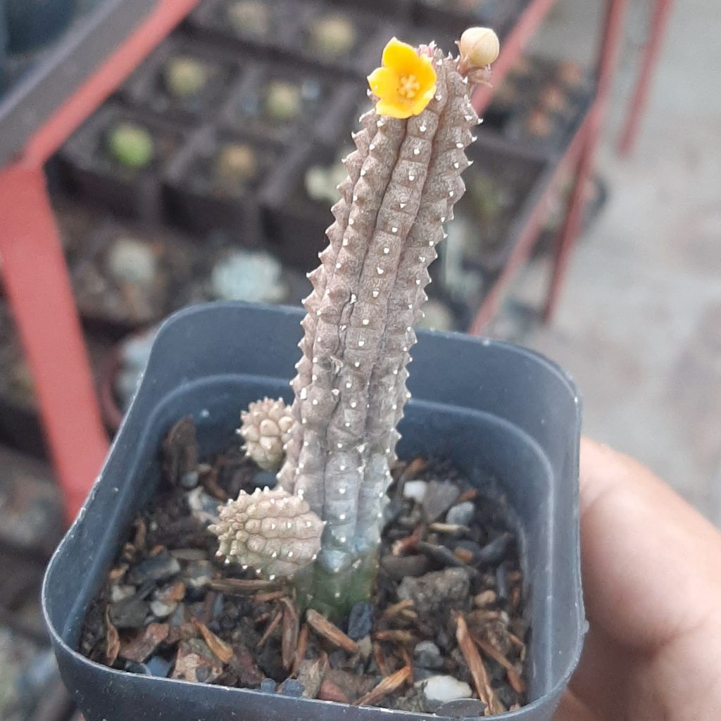 Echinodsis Sereiformis