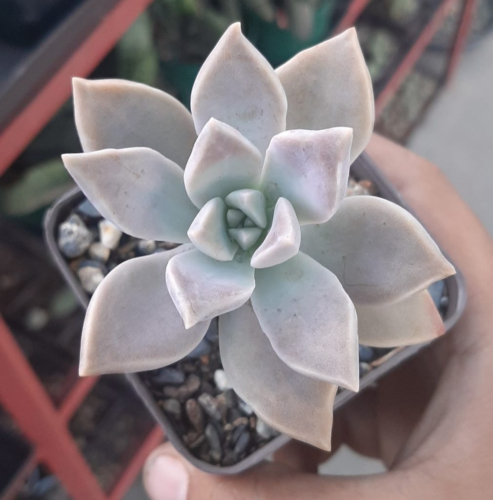 Graptopetalum Paraguayense