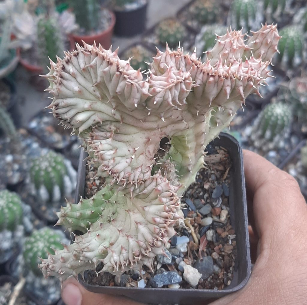 Huernia Schneideriana Crestada