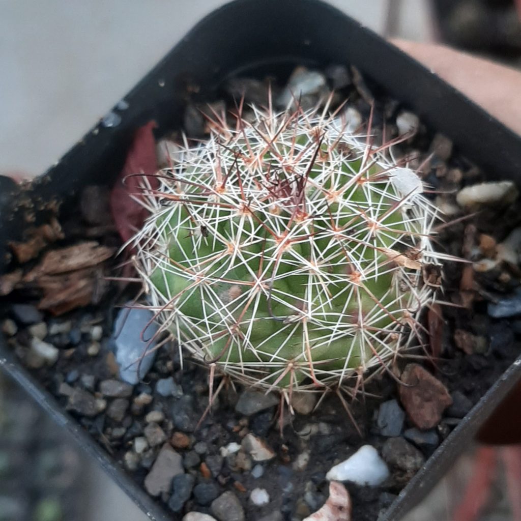 Mammillaria Benekey