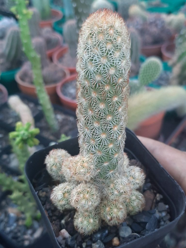 Mammillaria Elongata