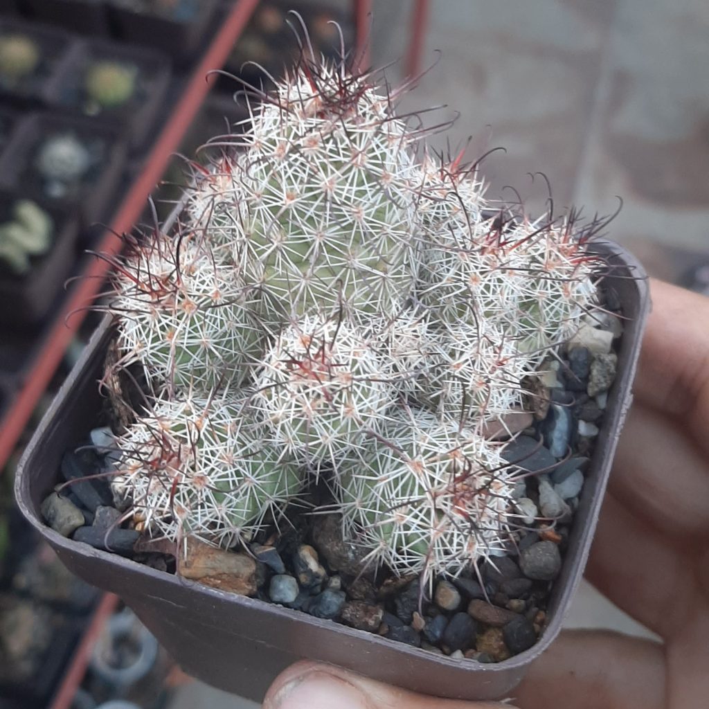 Mammillaria Mazatlanensis Hibrido #1