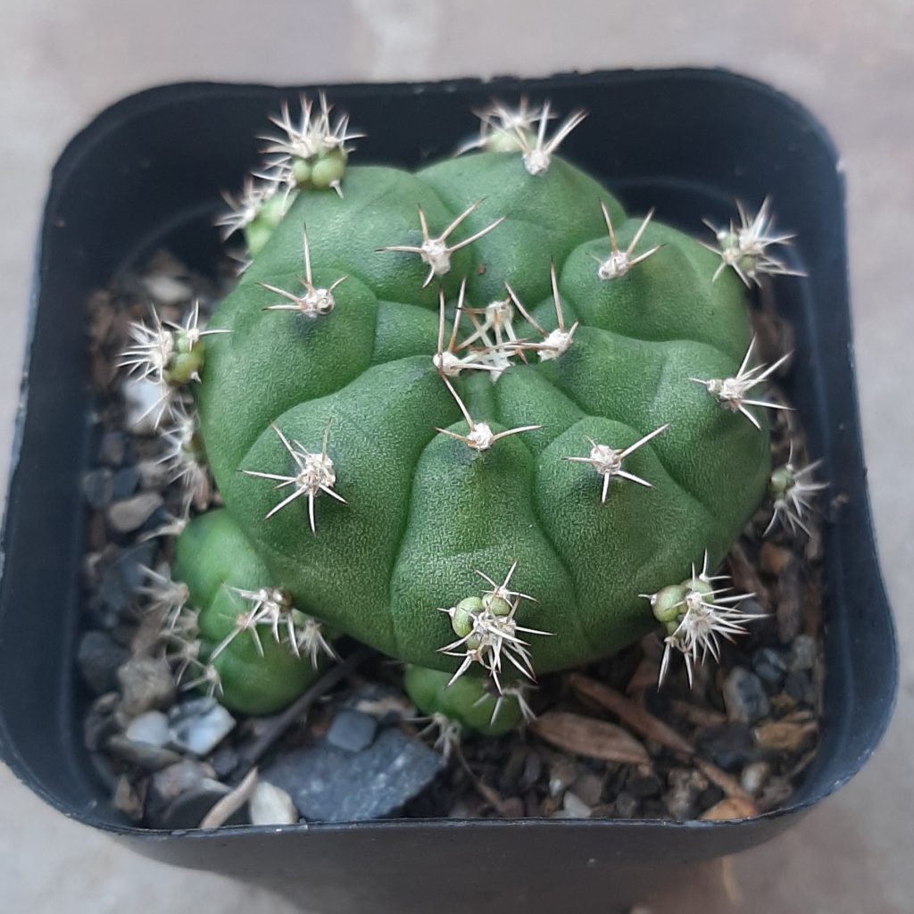 Gymnocalyciun Anisitsii