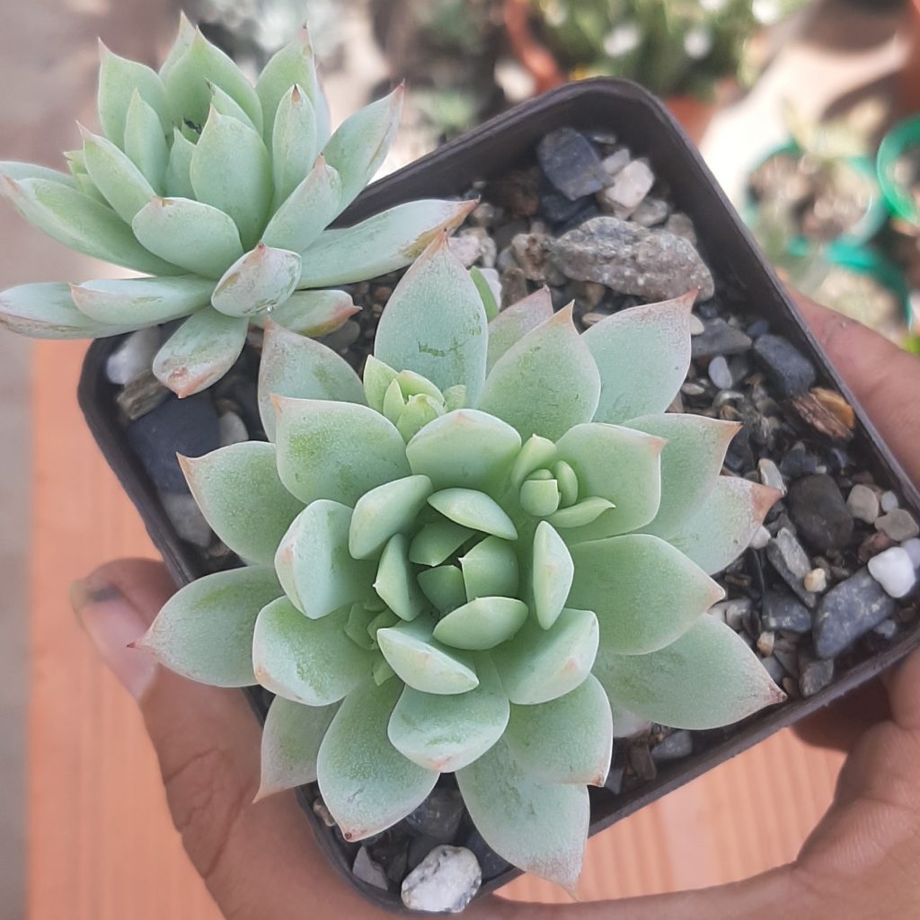 Graptopetalum Macdougallii