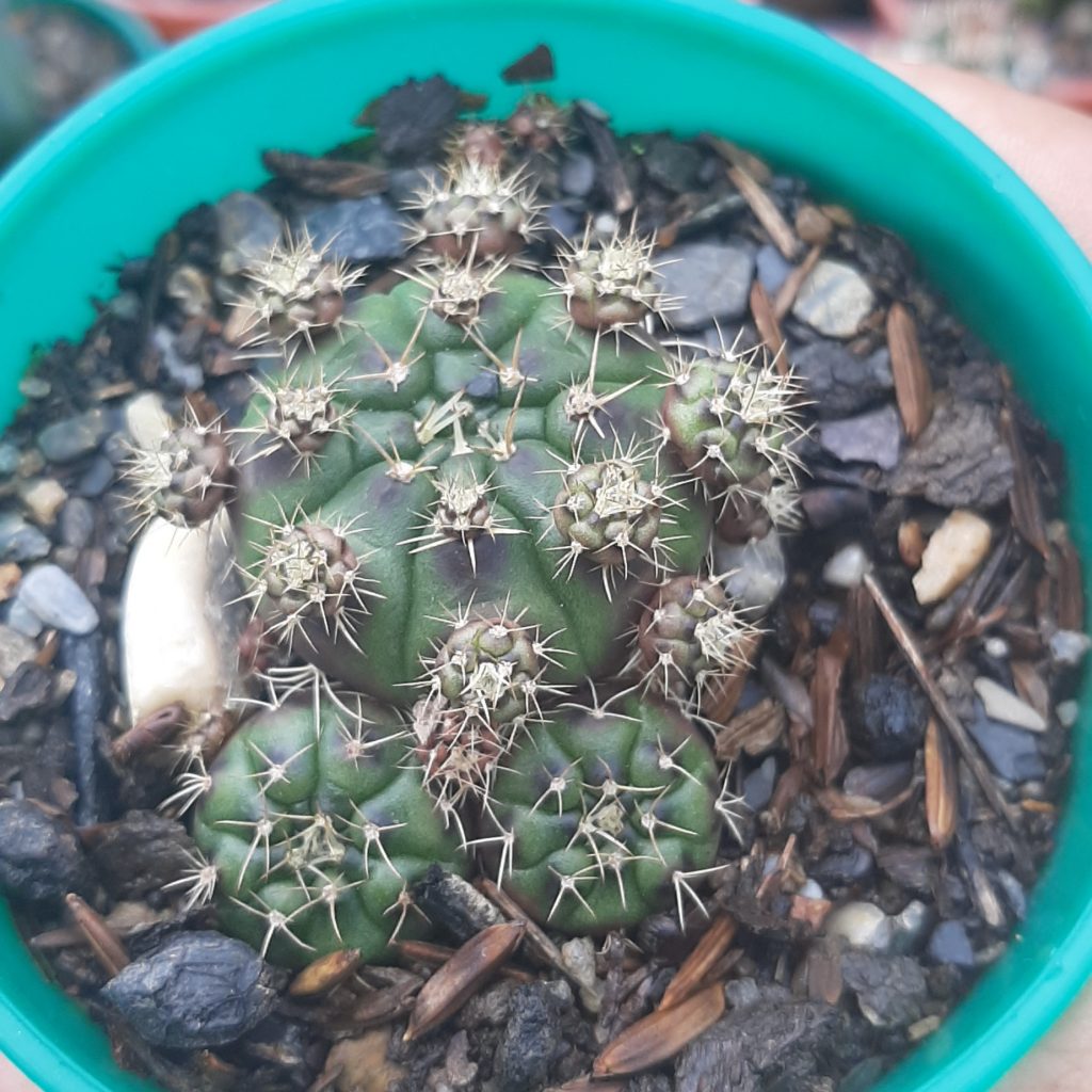 Gymnocalyciun Anisitsii ssp Multiproliferum