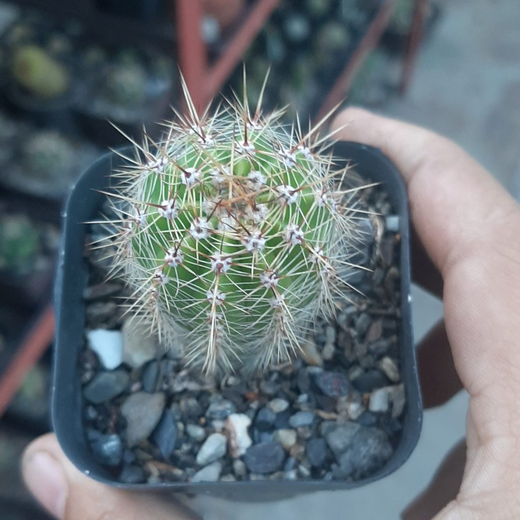 Echinopsis Sp