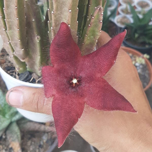 Stapelia Grandiflora Hibrido