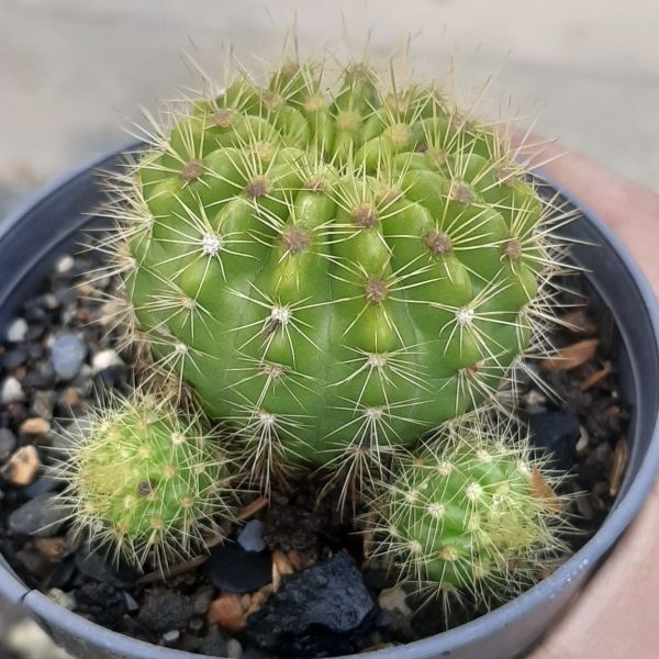 Echinopsis Calochlora