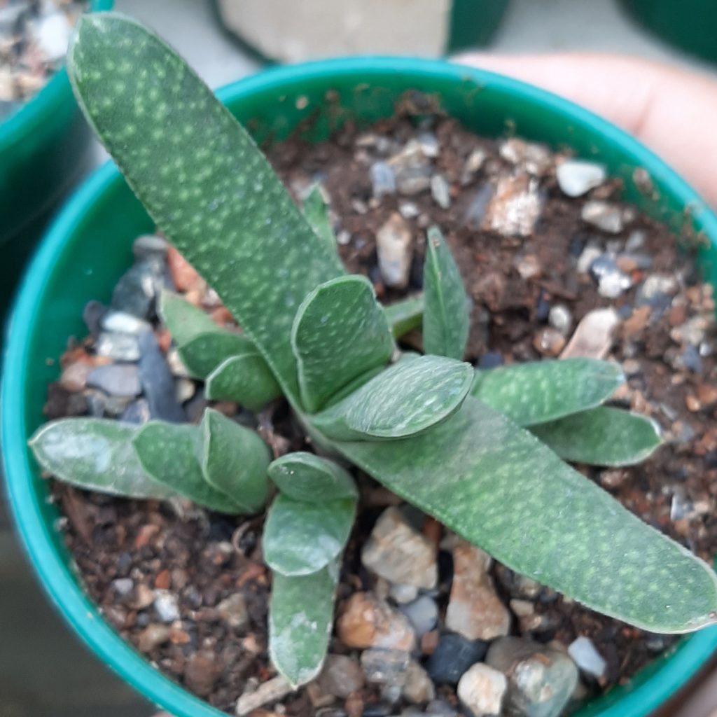 Gasteria Sp