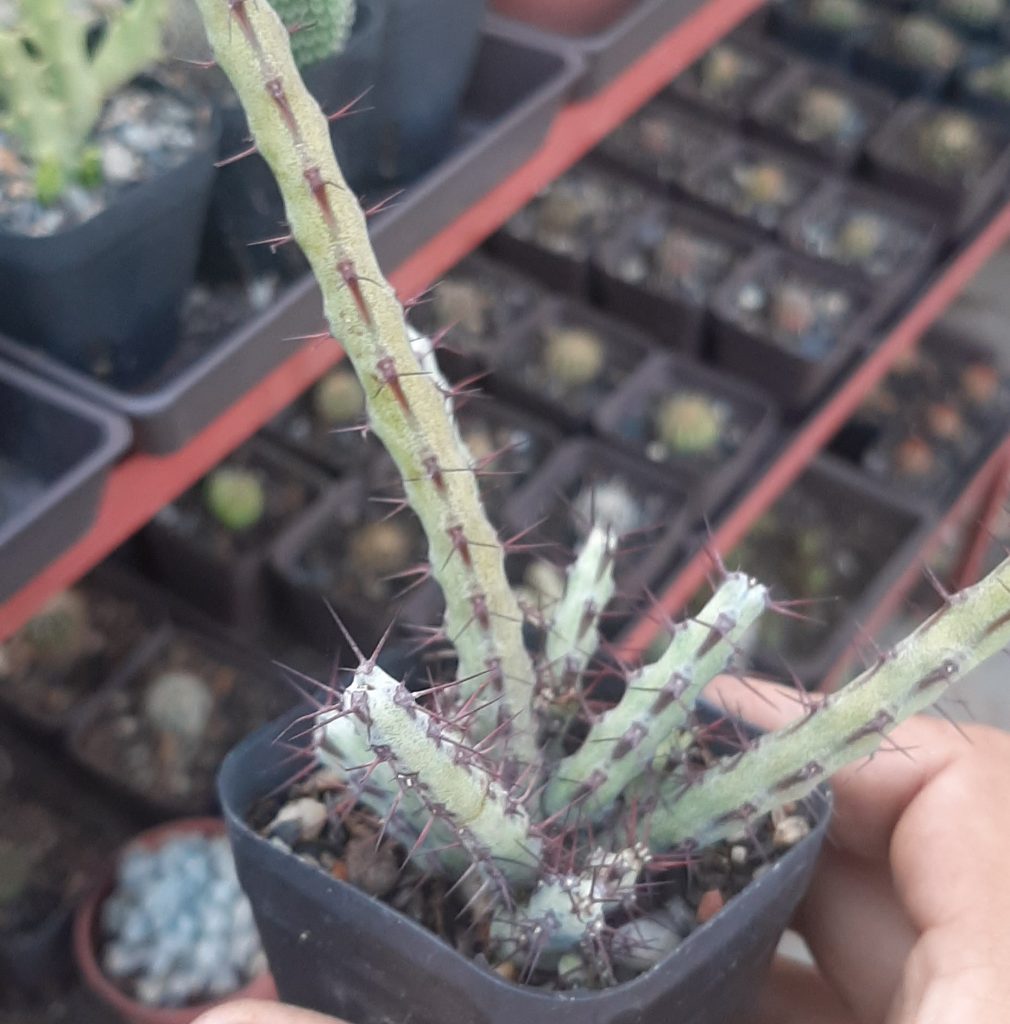 Euphorbia Cuprispina