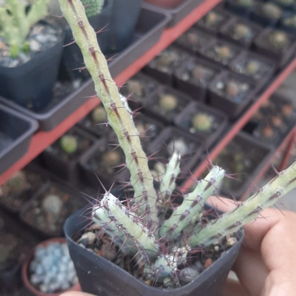 Euphorbia Cuprispina