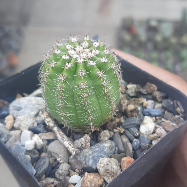 Echinopsis Oxigona