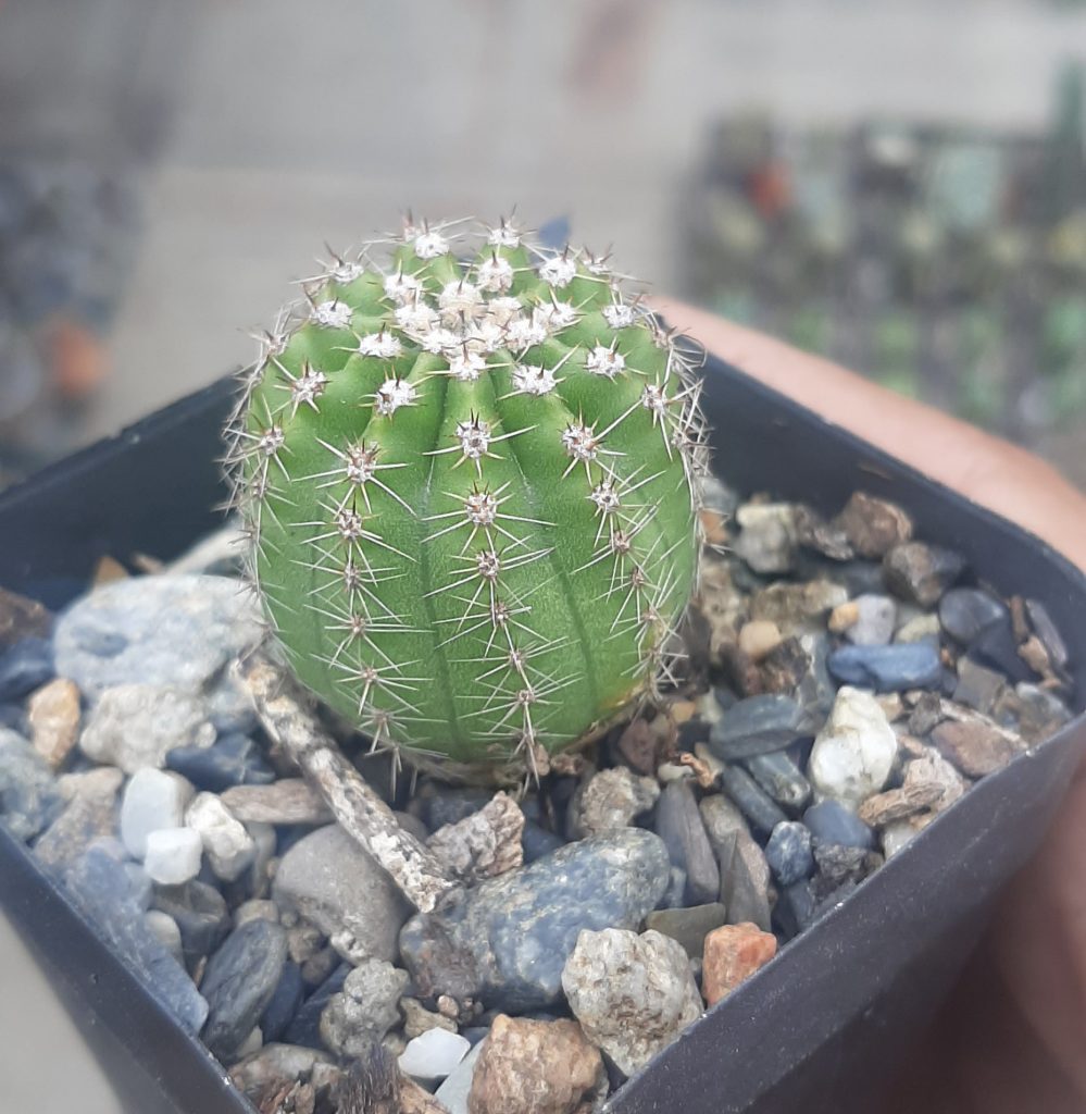 Echinopsis Oxigona