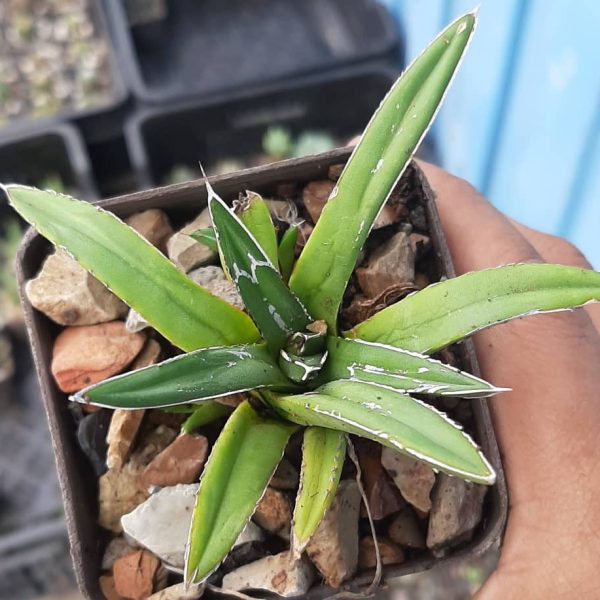 Agave Victoriae Reginae (pequeño)
