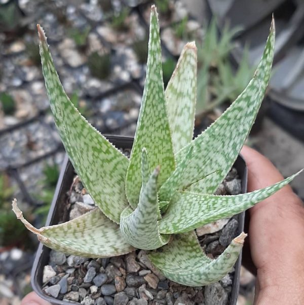 Aloe Rauhii Snow Flake