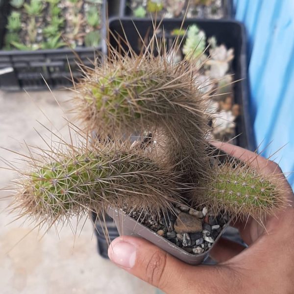 Cleistocactus Samaipatanus (grande)
