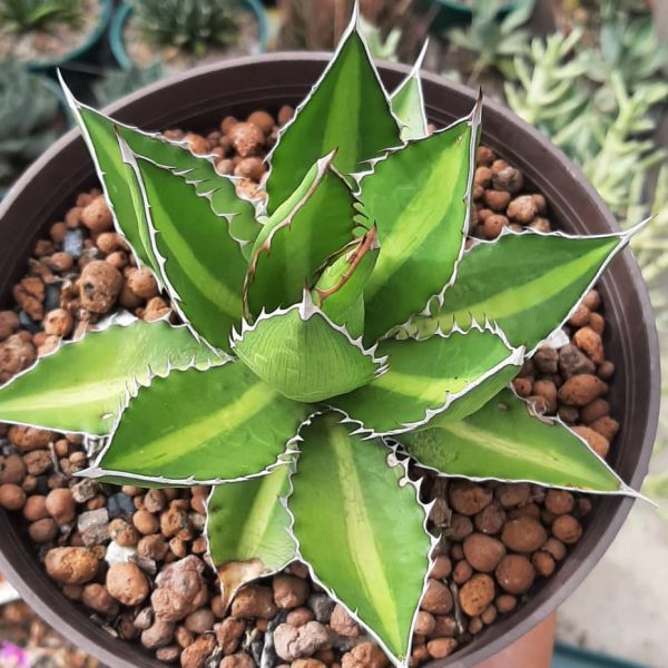 Agave Lophantha (mediano)