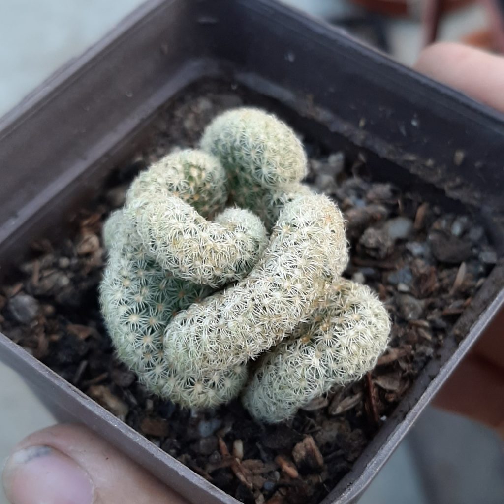 Mammillaria Elongata Crestada