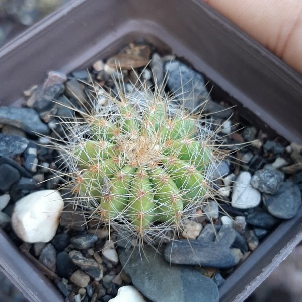 Parodia Magnifica Monstruosa
