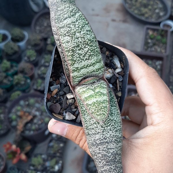 Gasteria Batesiana