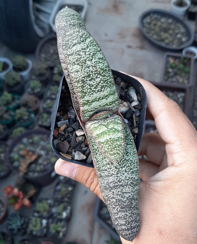 Gasteria Batesiana
