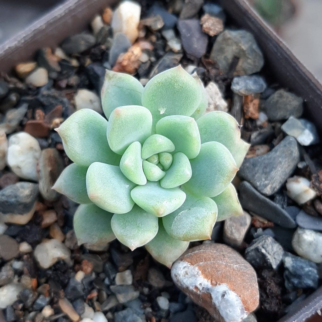 Echeveria Prolifica