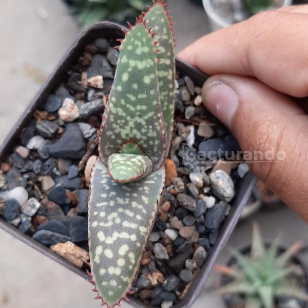 Aloe Rubrodonta