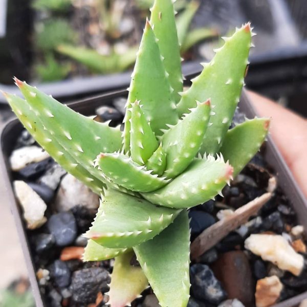 Aloe Crosby Prolific