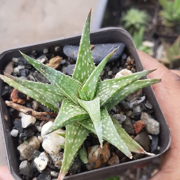 Aloe Descoingsii