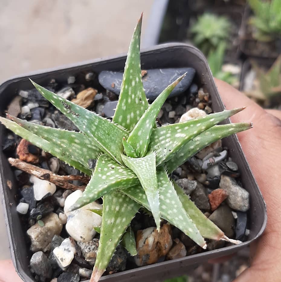 Aloe Descoingsii