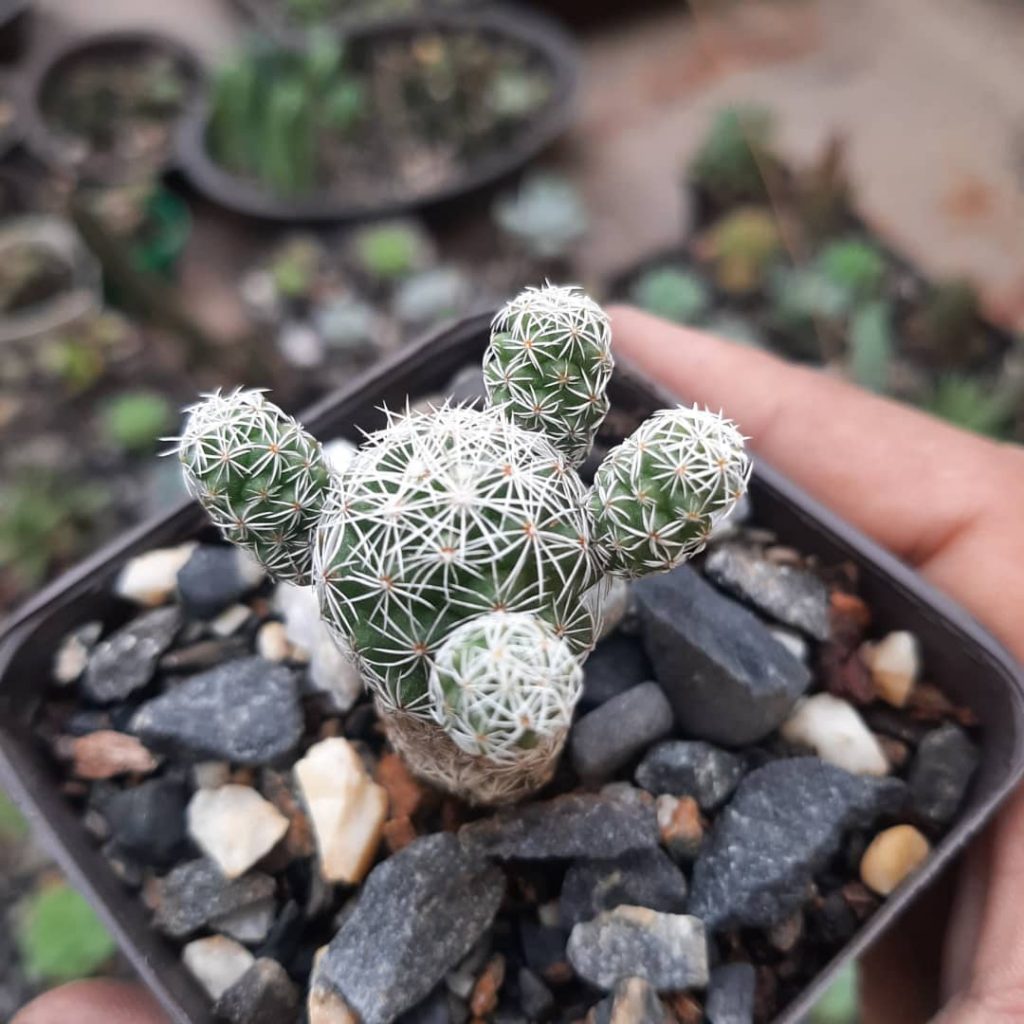 Mammillaria Gracilis