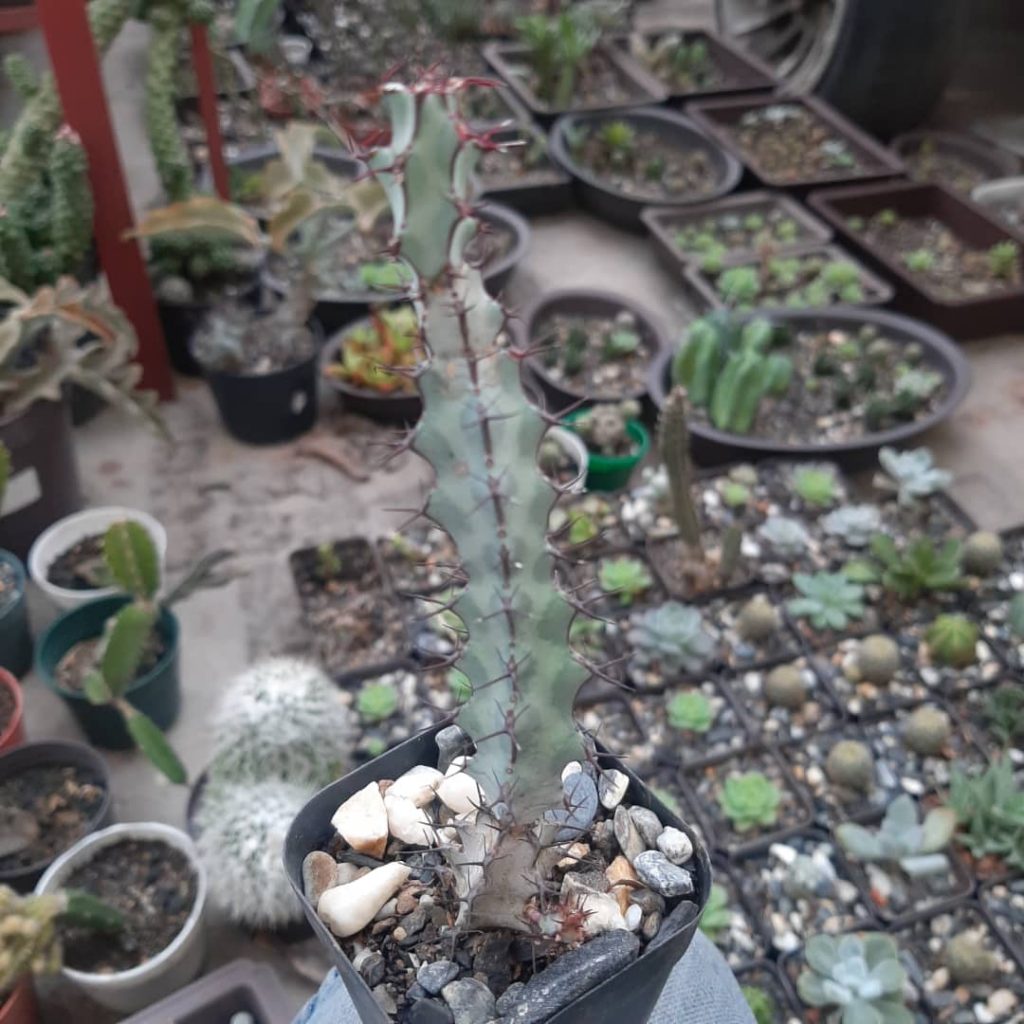 Euphorbia Greenwayi
