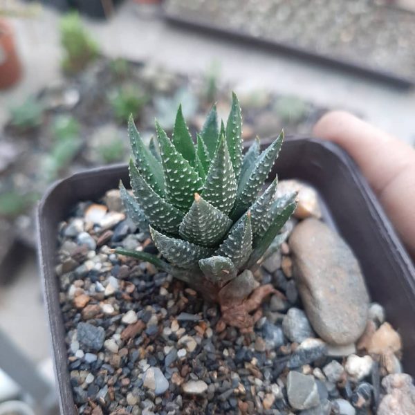 Haworthia Reinwardtii