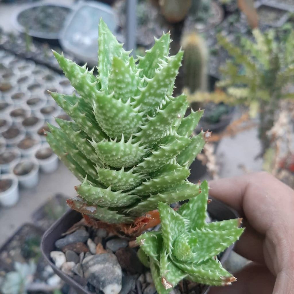 Aloe Juvenna
