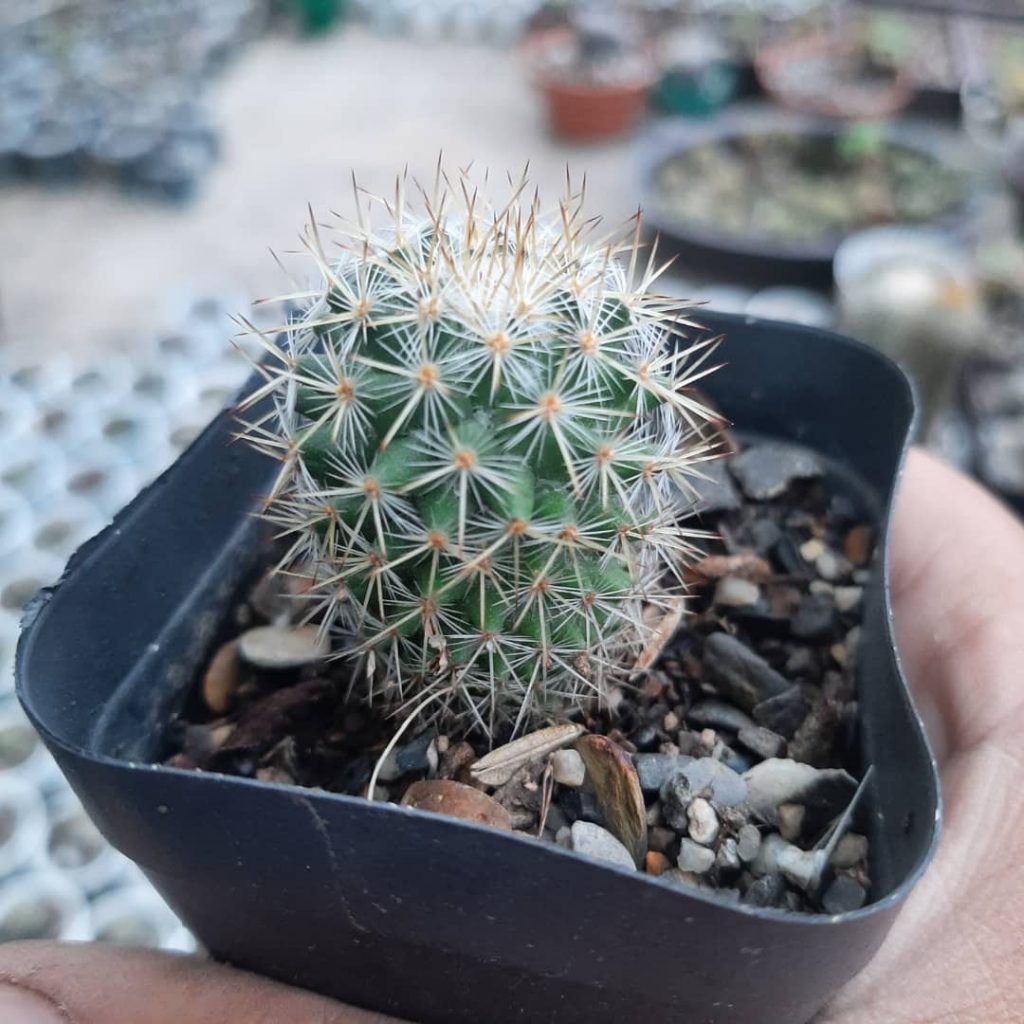 Mammillaria Columbiana