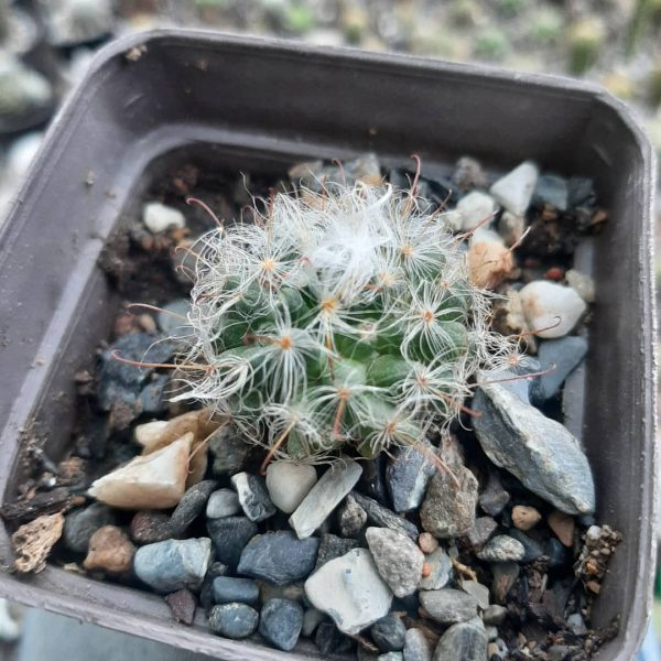Mammillaria Bocasana