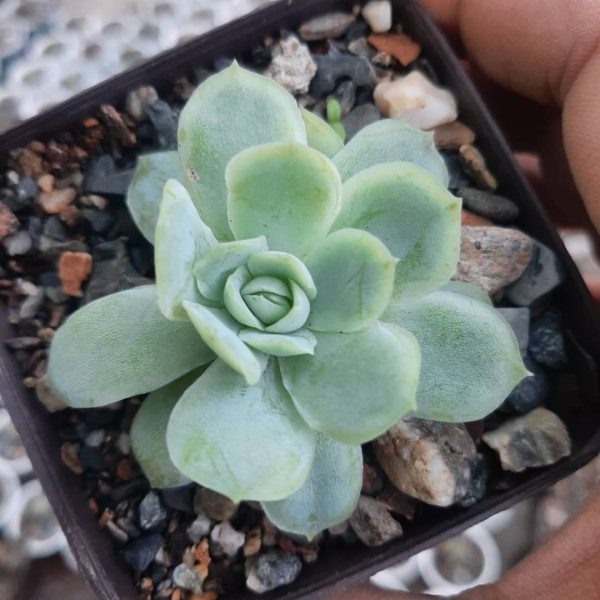 Echeveria Elegans (pequeña)