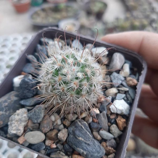 Mammillaria Bombycina