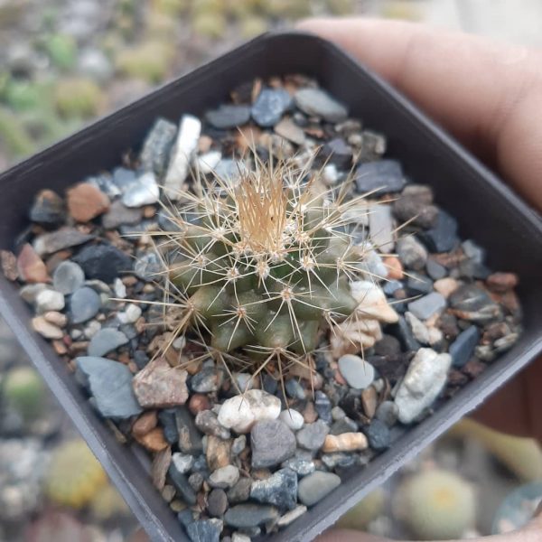 Mammillaria Nivosa
