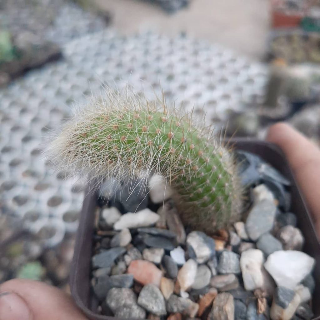 Cleistocactus Winteri ssp Colademononis