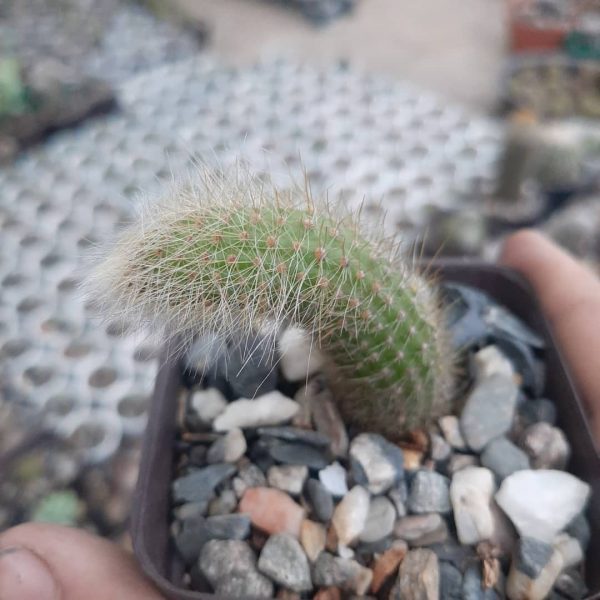 Cleistocactus Winteri ssp Colademononis