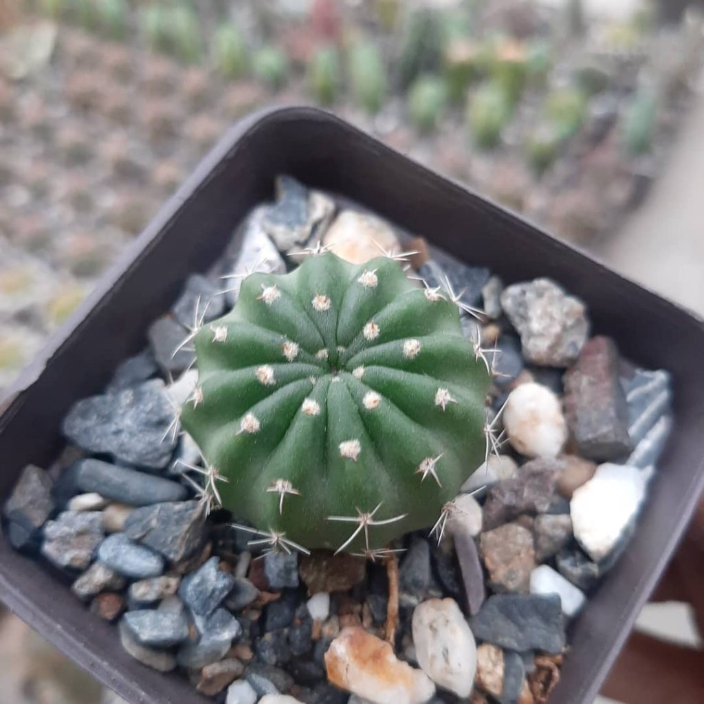 Echinopsis Subdenudata