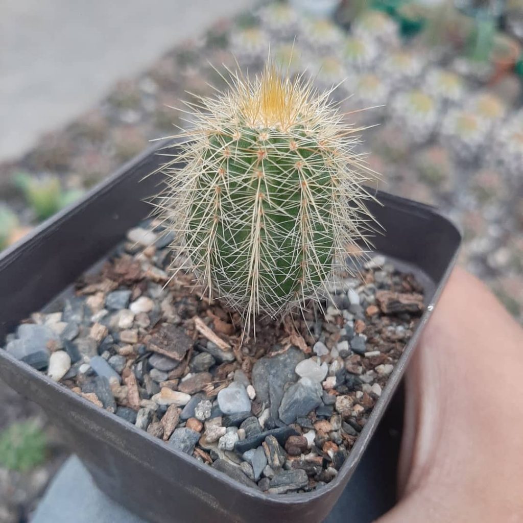 Parodia Magnifica