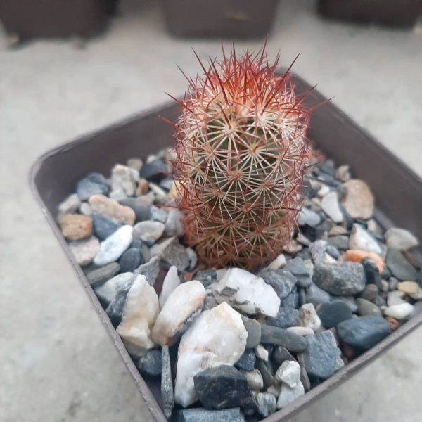 Mammillaria Elongata cv. Copper King