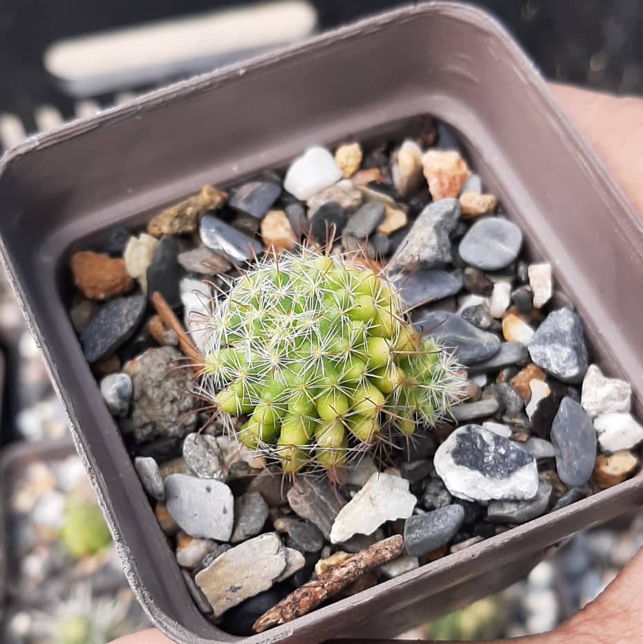 Mammillaria Scheidweileriana