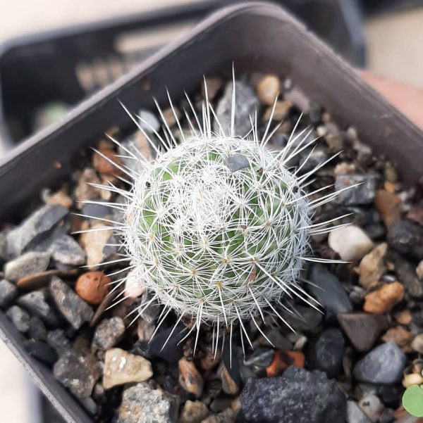 Mammillaria Geminispina