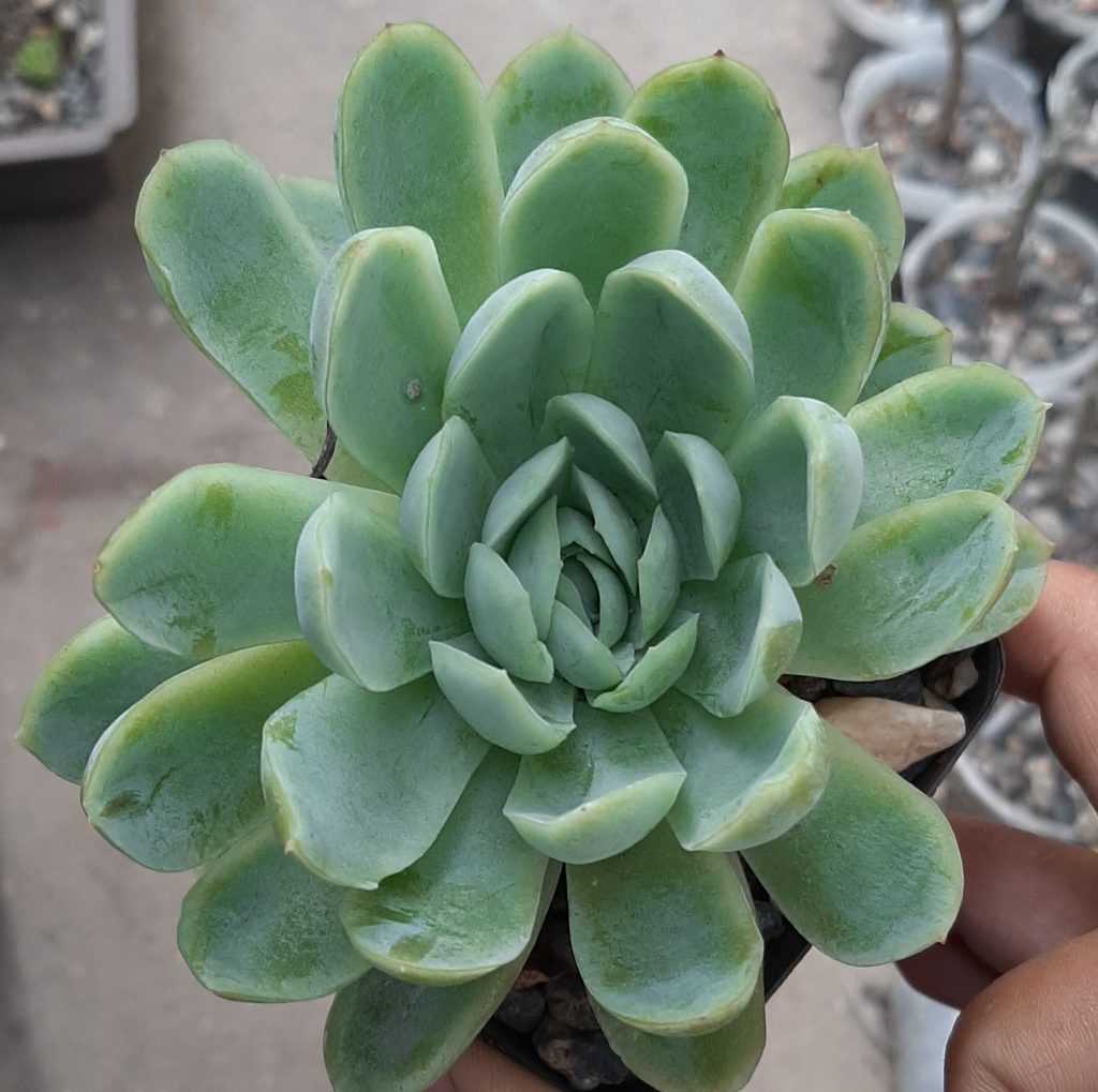 Echeveria Elegans (Grande)