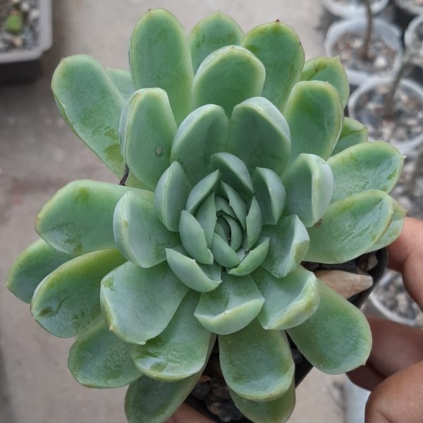 Echeveria Elegans (Grande)